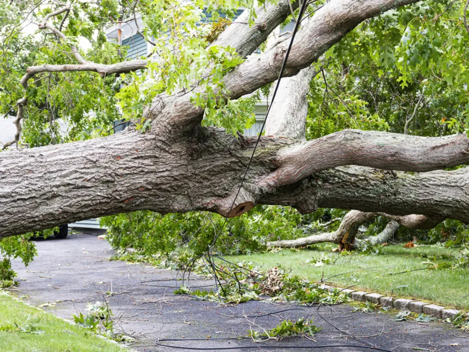 Fallen Trees