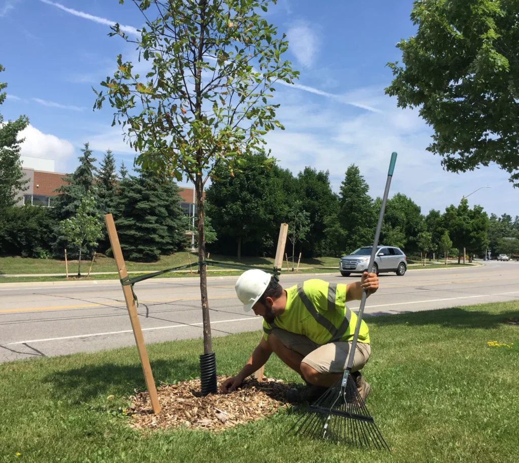 Our Commercial Tree Services