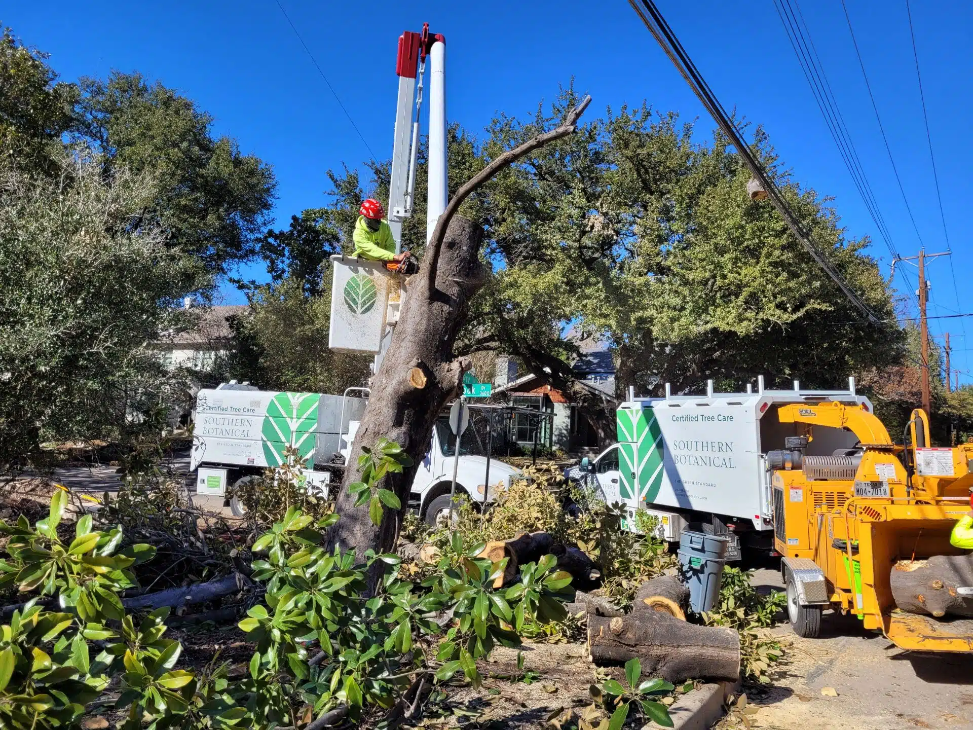 Tree Branch Cutting