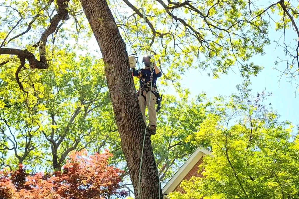 Tree Pruning