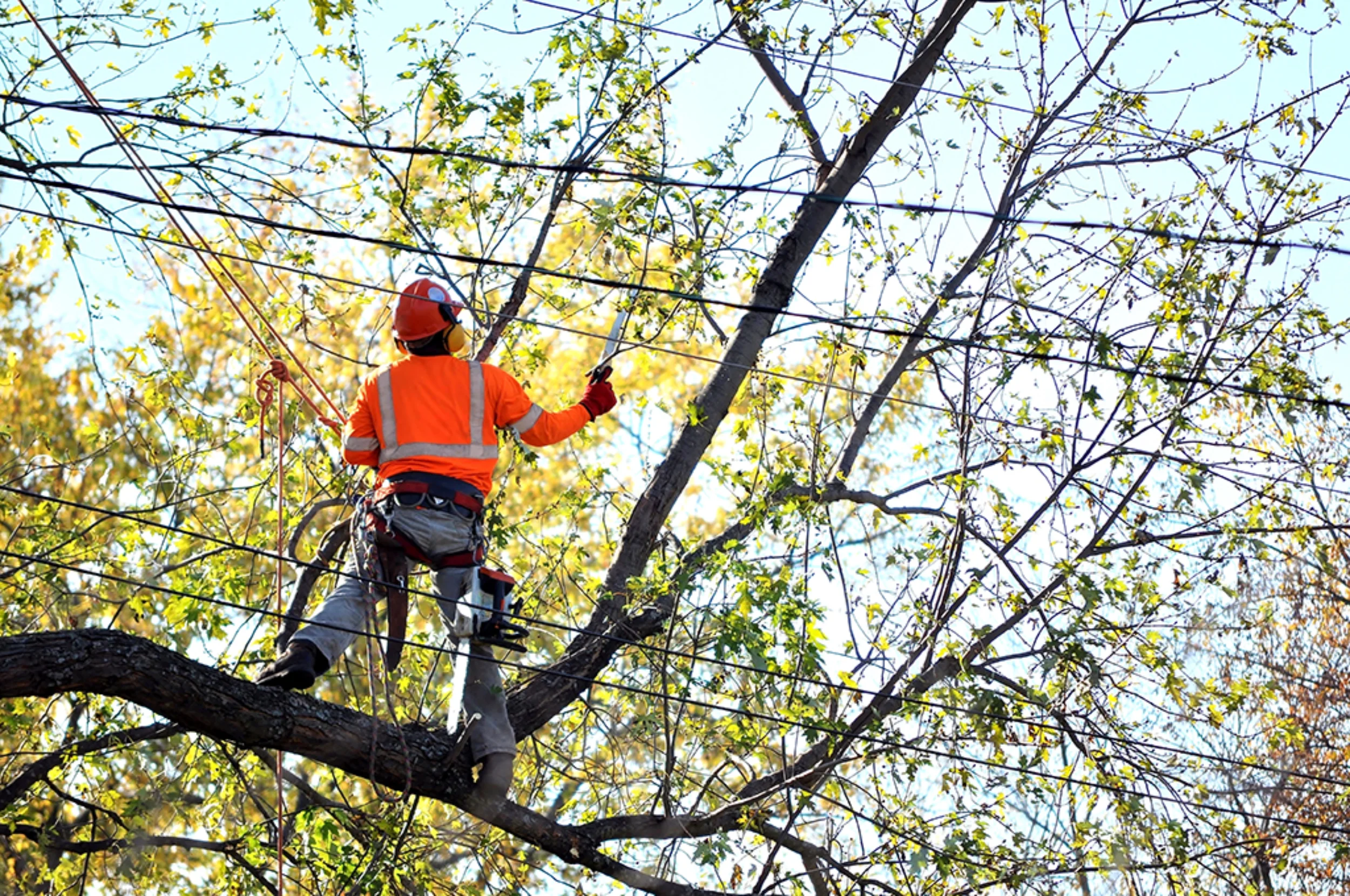 Tree Pruning tech