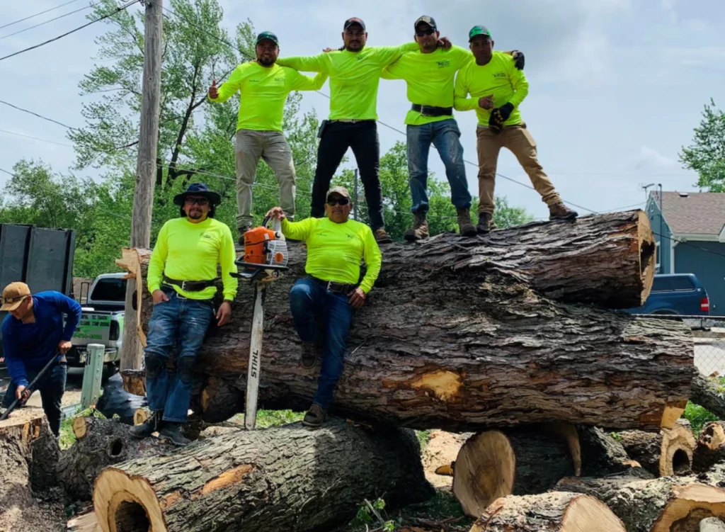 Why Trust Us for Tree Emergencies