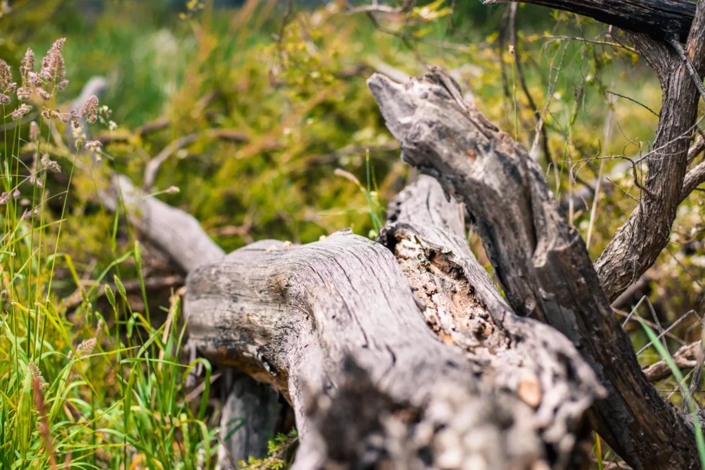 tree stump kenmore