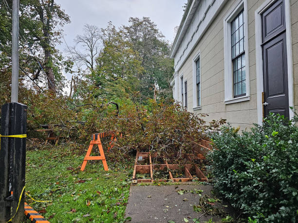 emergency tree service kenmore wa
