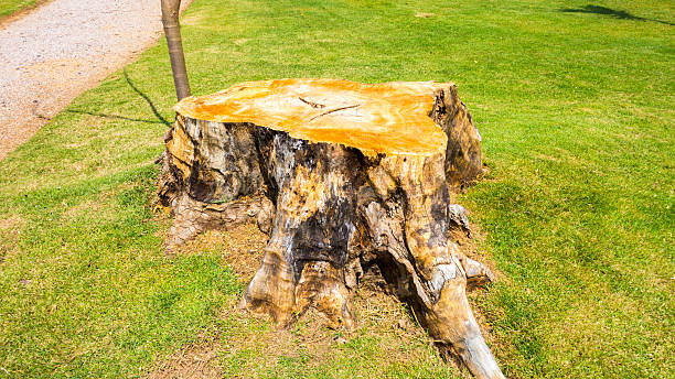 stump removal kenmore wa