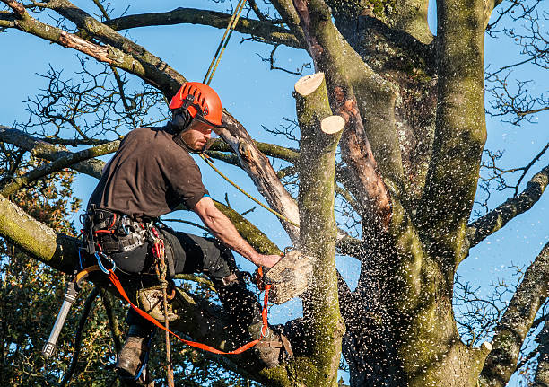 tree cutting kenmore wa