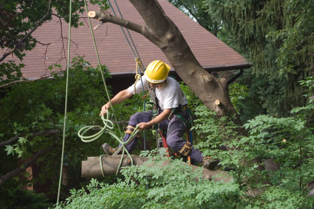 tree removal kenmore wa